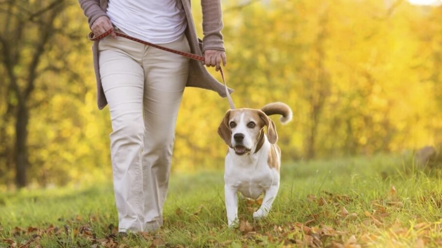 Pasear al perro -4 formas para un paseo con tu mascota