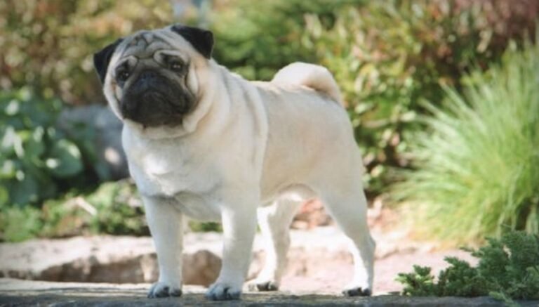 Perro Carlino-Pug