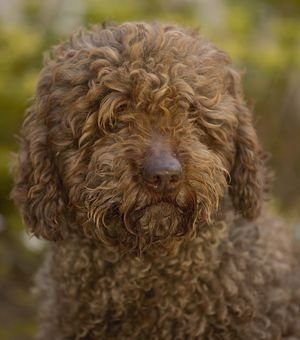 Perro de Agua Español- Raza canina española