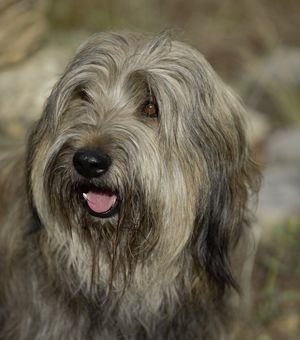 Perro pastor catalán-Raza canina española