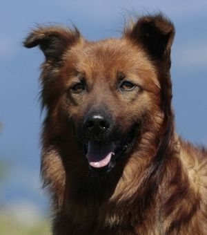 Perro pastor vasco-razas de perros españolas