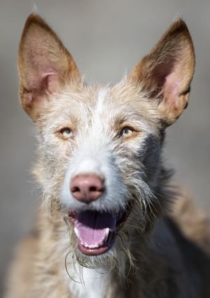 Podenco Ibicenco-Raza canina española