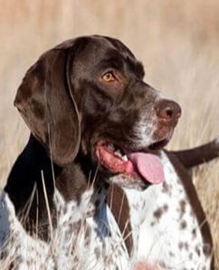 Pointer español-razas de perros españolas