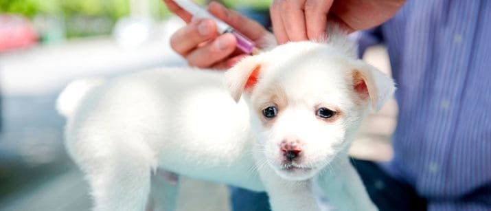 Calendario de vacunación ¿Por qué debe vacunar a su perro?