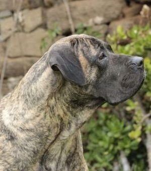 Presa Canario-Raza canina española