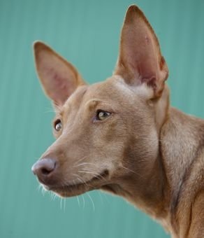 Podenco andaluz -Raza canina española