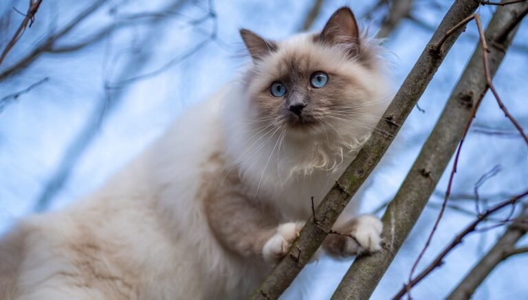 gato birmano - Sagrado de Birmania