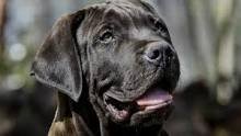 Boerboel africano negro