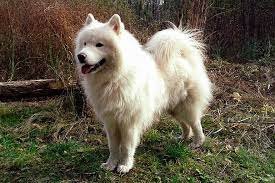 Samoyedo