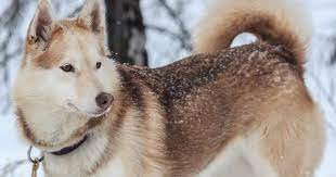 Husky de Alaska