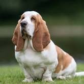 Los bassets hound son una raza distintiva