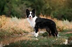 ¿Cuáles son las razas de perros más inteligentes? -  Border collie