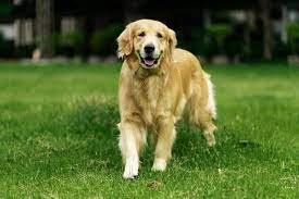 Golden retriever