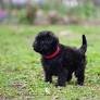 Affenpinscher