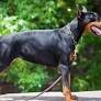 Doberman-pinscher