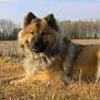 Eurasier