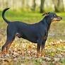 Pinscher alemán