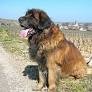 Leonberger