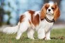 Los Cavaliers no son perros de caza, aunque descienden de los spaniels que se han utilizado para la caza