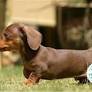 Dachshund miniatura