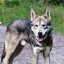 Saarloos Wolfdog -perro lobo