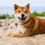 razas de perros japoneses Shiba Inu