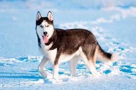 Husky siberiano