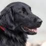 Flat-Coated Retriever