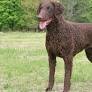 Curly-Coated Retriever