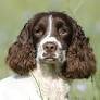 Springer Spaniel inglés