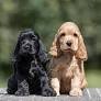 cocker spaniel inglés