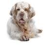 Clumber Spaniel