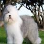 Old English Sheepdog