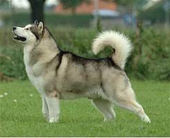 Malamute de Alaska