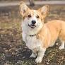 Pembroke Welsh Corgi