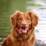 Nova Scotia Duck Tolling Retriever