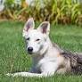 Labrador Husky