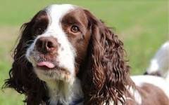 Springer Spaniel Inglés tienen orejas colgantes bastante grandes con pelo ondulado.