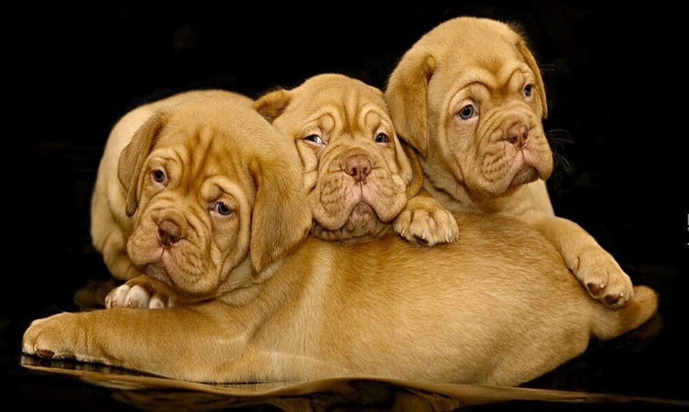 Wrinkled dogs