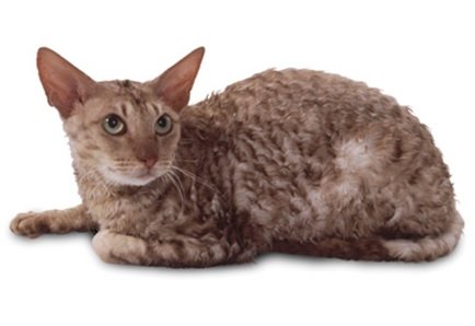 Gato Cornish Rex