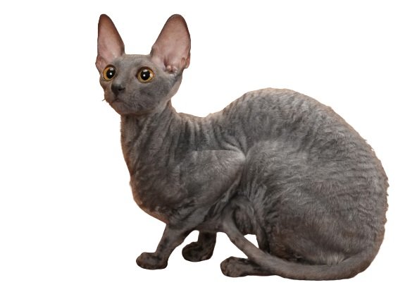 Gato Devon Rex 