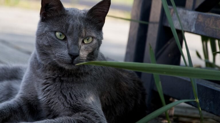 Gato Azul ruso