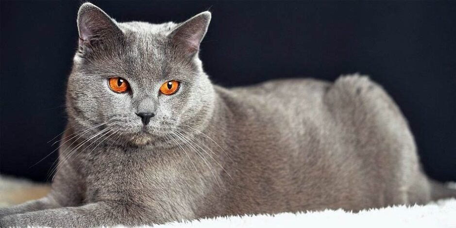 Gato Chartreux