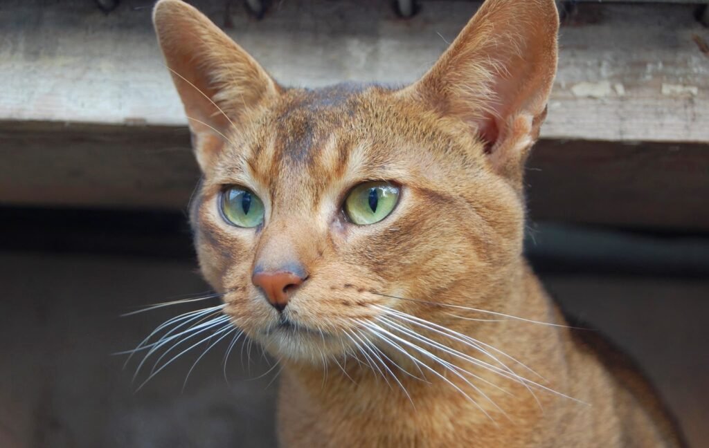 Gato Chausie