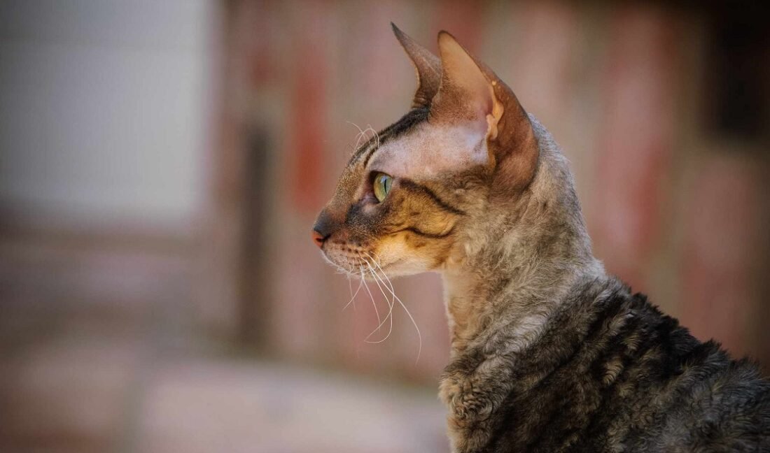 Gato Cornish Rex