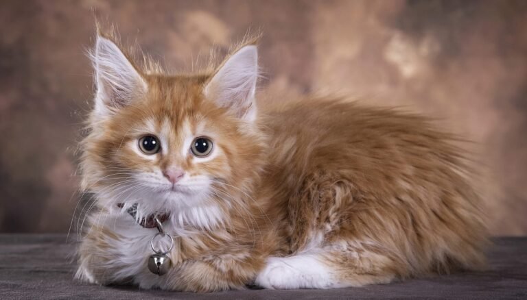 Gato Maine Coon cat