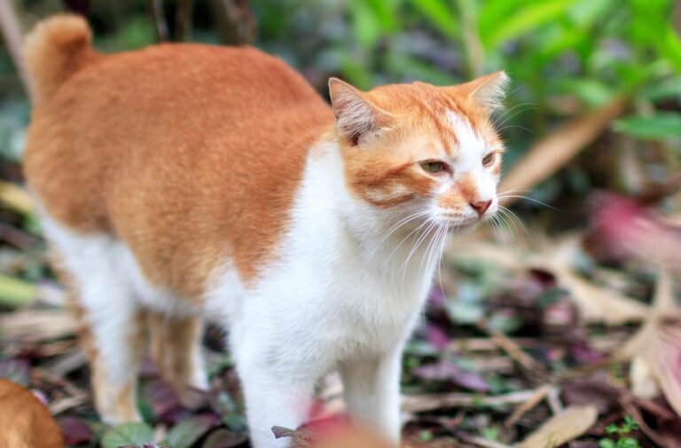 Gato Manx cat