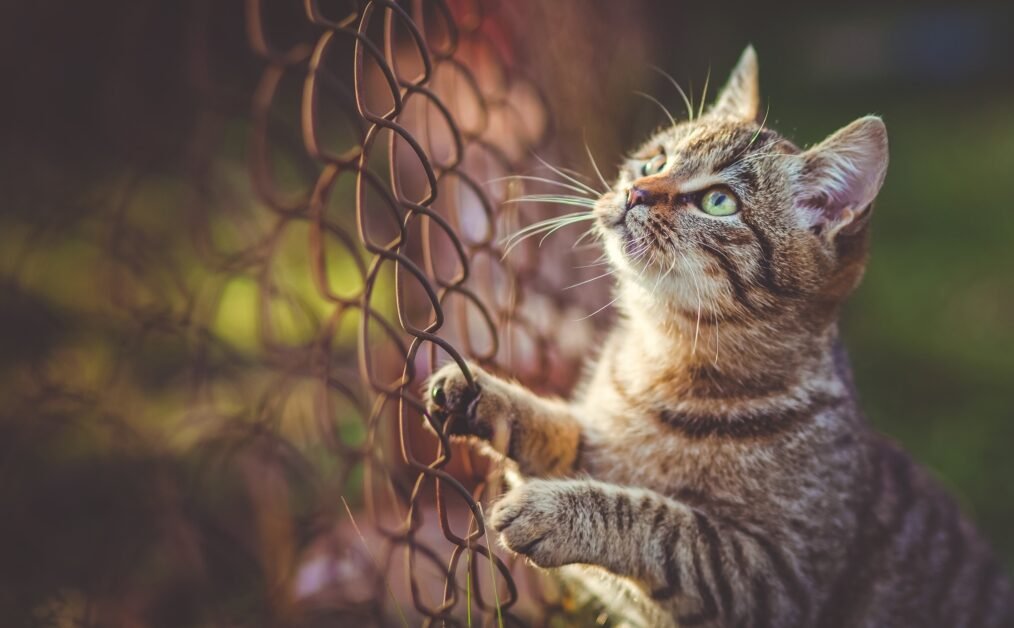 Gato Ocicat