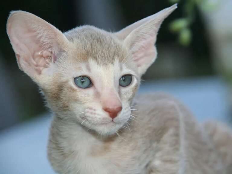 Gato Oriental