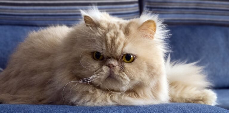 Gato Persa-persian cats cute